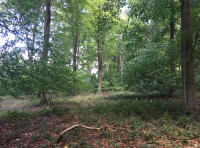 Holly Blue Wood
