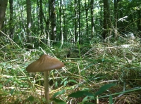 Holyoak Wood