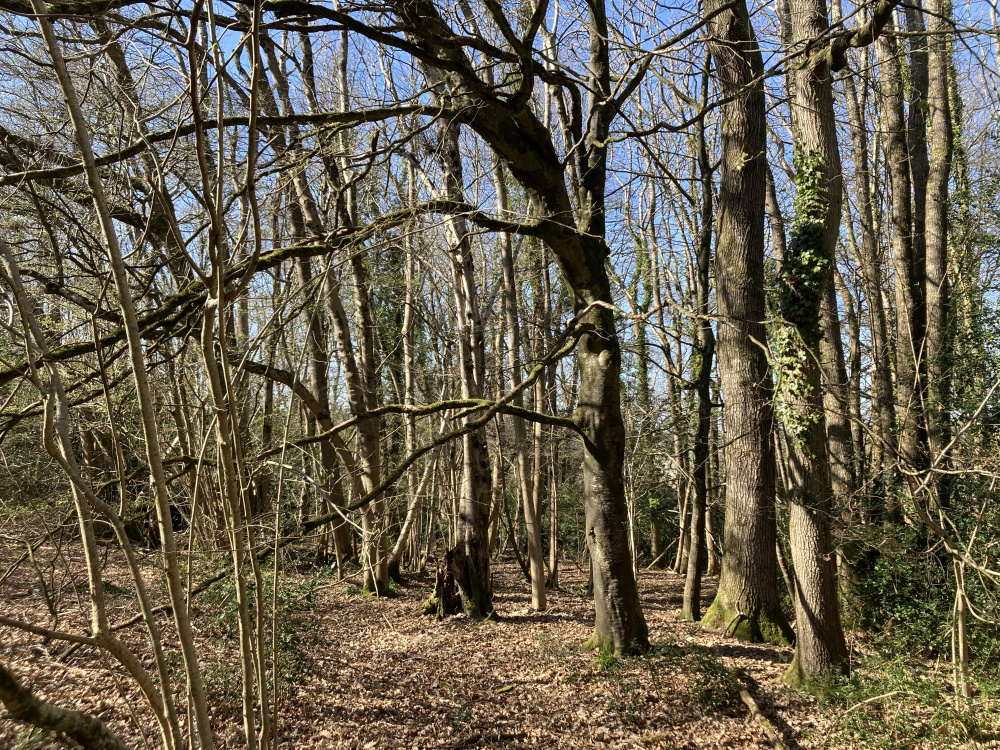 Beech trees towards the northern end of Hydes Wood