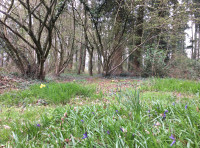 Keiler Wood