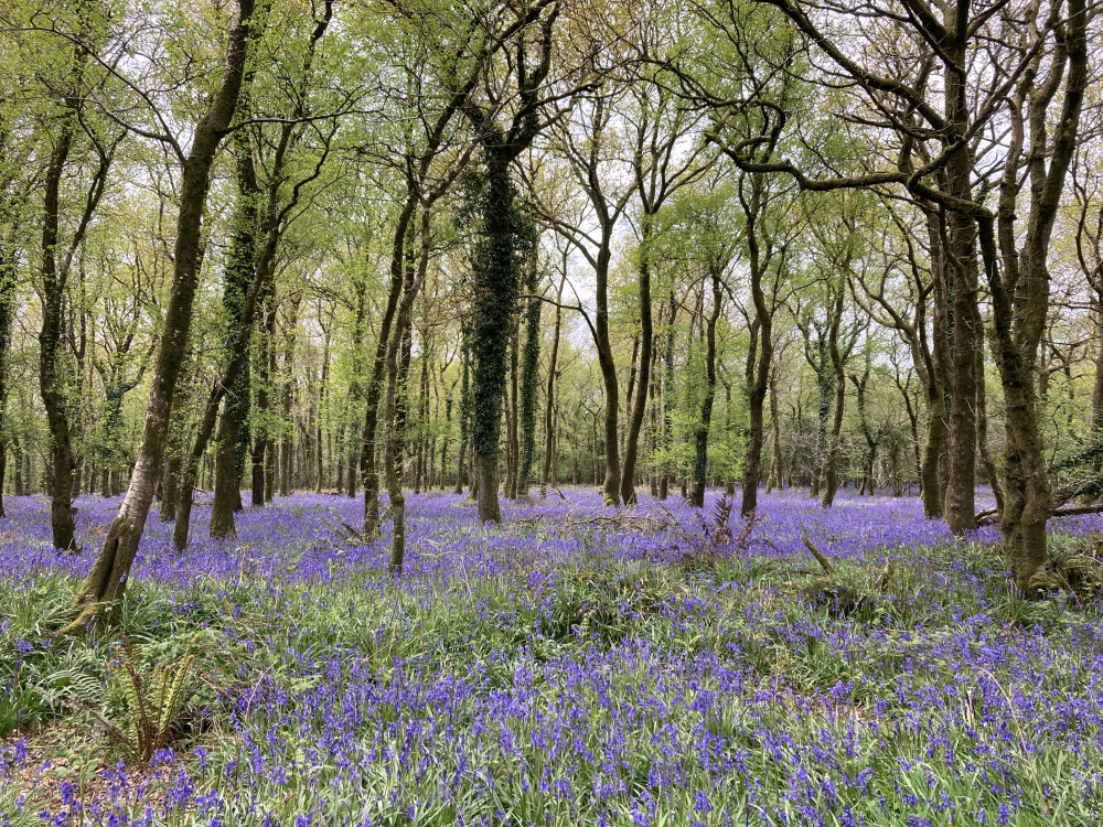 Spring bluebells and emerging leaf canopy