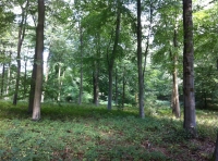 Kingsmill Wood
