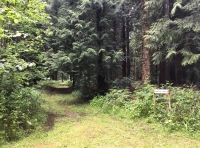 Lawson Wood - SOLD