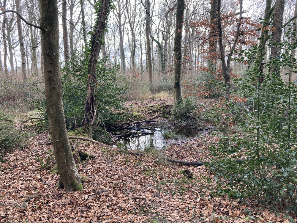 A small pond