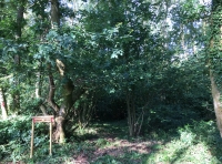 Linnet Wood