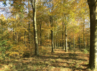 Mast Wood