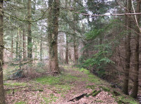 Mistle Wood - SOLD