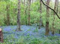 Mortimer Wood