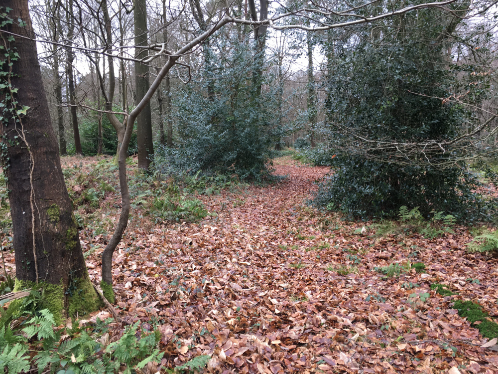 Woodlands for sale in Central England Woodlands.co.uk