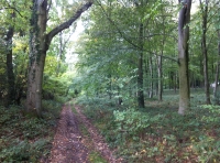 Pannage Wood - SOLD