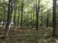 Pikadole Wood