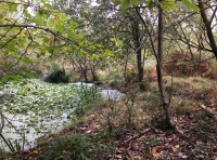 Poulton Wood