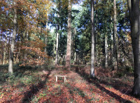 Queen Wood