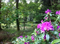 Quercus Wood