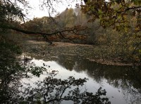 Readen Pond Wood
