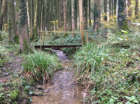 Riverine Wood - SOLD