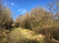 Rosebay Wood