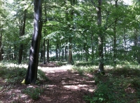 Sanctuary Wood - SOLD