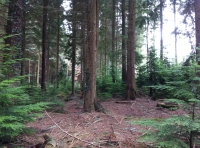 Scrofa Wood