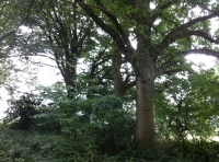Shalden Wood - SOLD