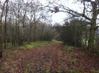 Shallon Wood - SOLD