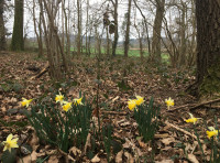 Shelley Wood