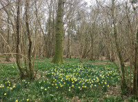 Shelley Wood