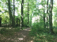 South Point Wood - SOLD