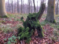 Tarrant Wood