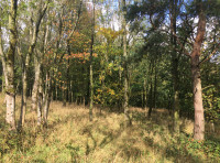 Warbler Wood