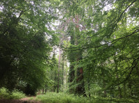 West Coast Wood