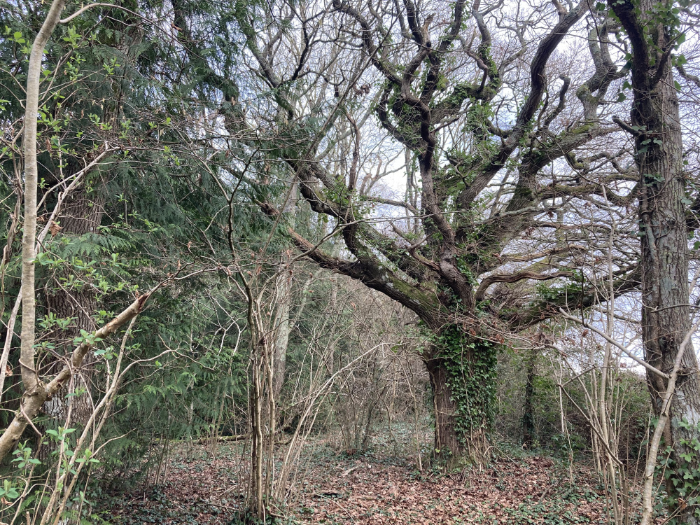 A forest giant