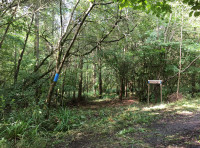 Wintergreen Wood