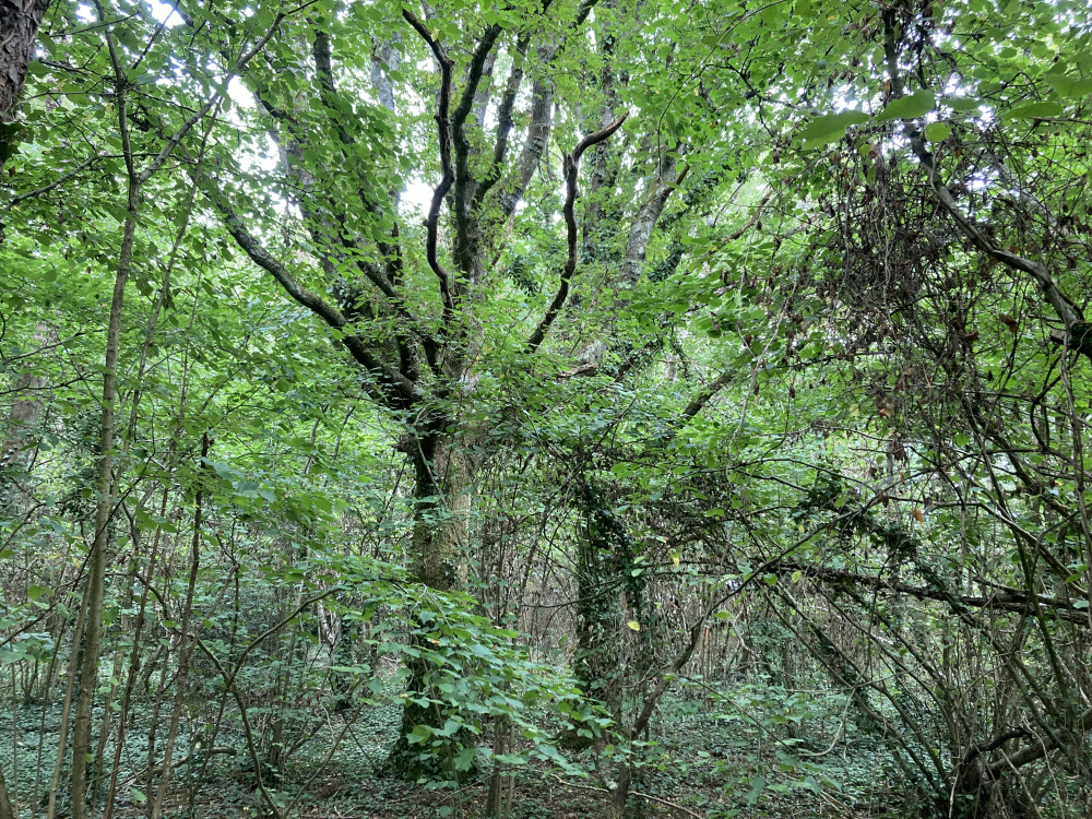 Established oak trees
