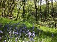 Wyche Wood - SOLD