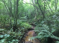 Zales Wood - SOLD