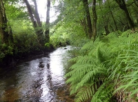 Bedalder Wood - SOLD
