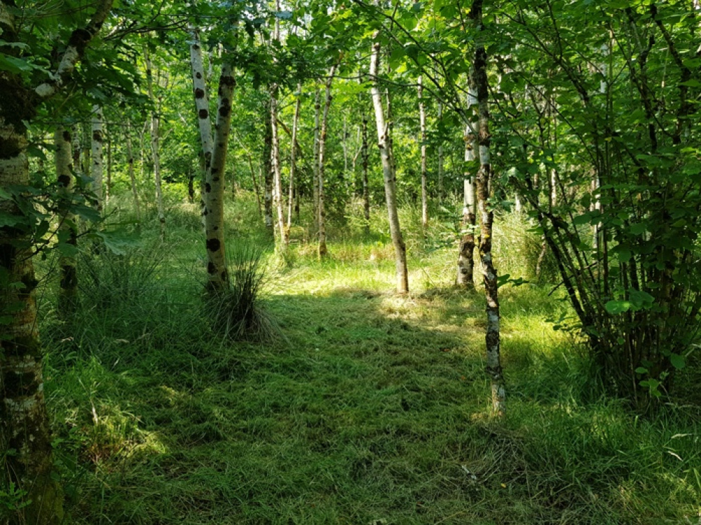 Areas of shade in the summer