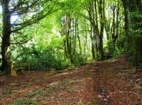 Boom Wood
