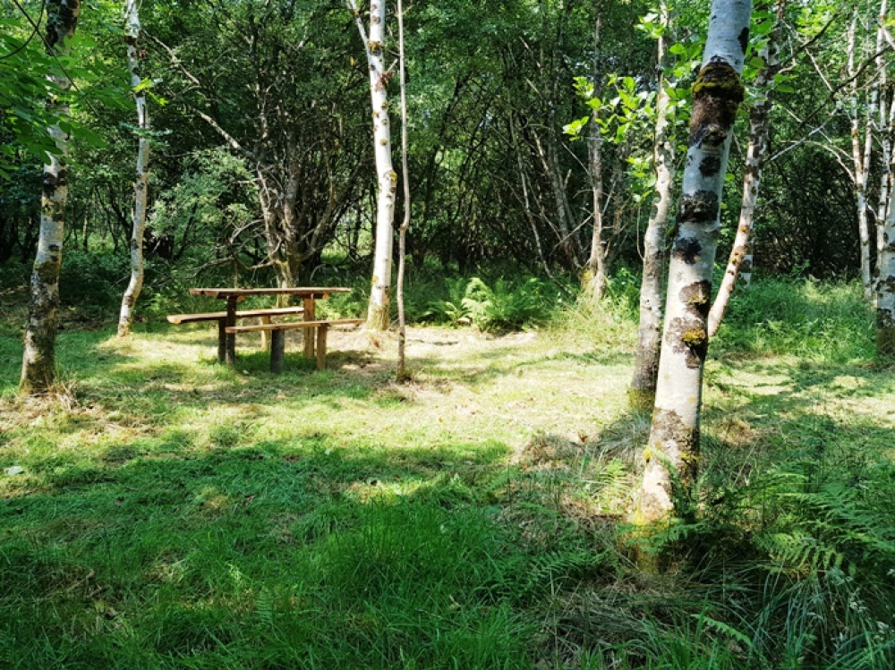 Rustic bench in a sunny clearing