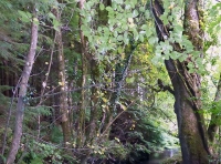 Briarcroft Wood