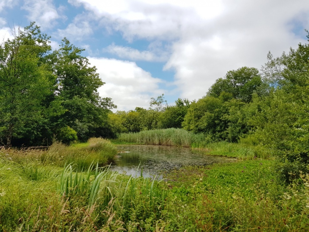 A glorious wildlife pond