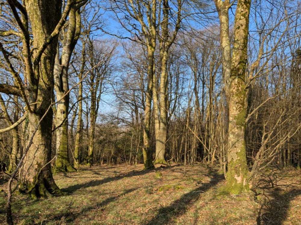 Open glade idea for camping