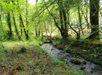 Dowr Alen Wood - SOLD
