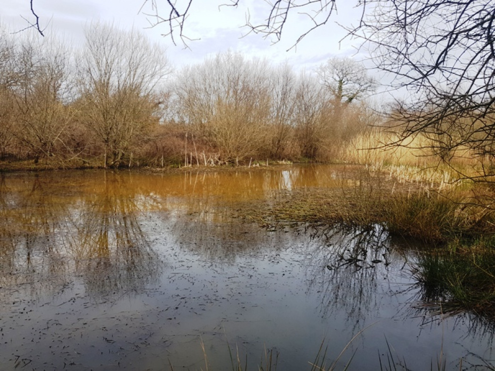 Showing the northern side of the pond