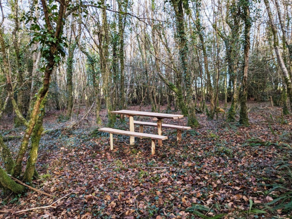Picnic bench in a clearing with space to camp