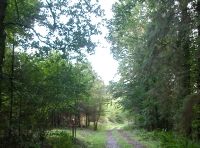 Filleigh Wood - SOLD