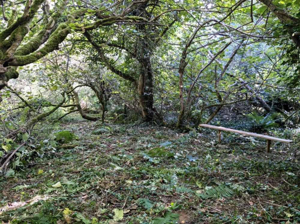 Bench within a magical clearing