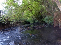 Horseshoe Wood