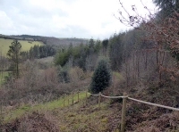 Kitesnest Wood